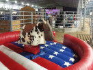 Mechanical Bull Party Rental